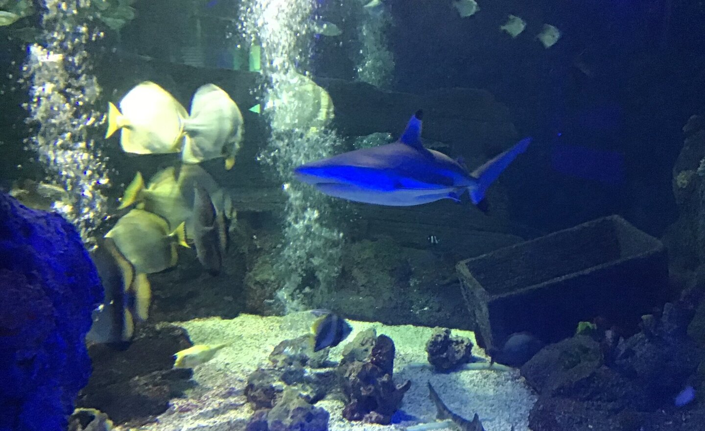 Image of Out Trip to the Sea Life Centre